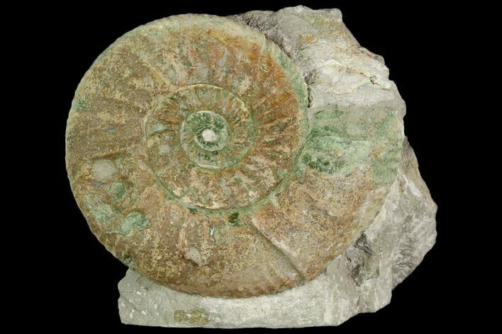 Ammonite (Orthosphinctes) Fossil on Rock - Germany #125870